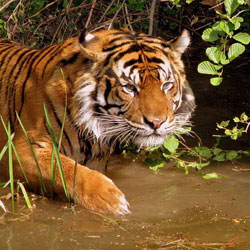 India Wildlife Packages